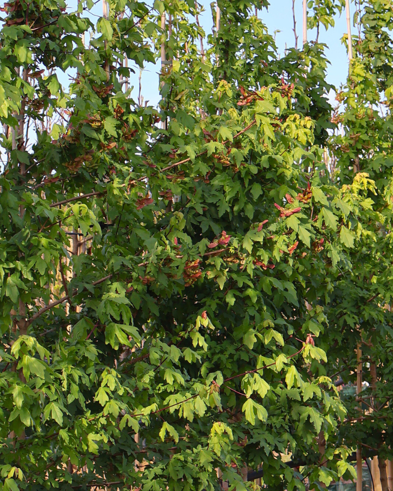 How to Design a Multi-Functional Garden with Trees