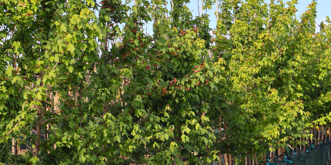 Multi-functional garden combining trees for privacy, shade and feature planting