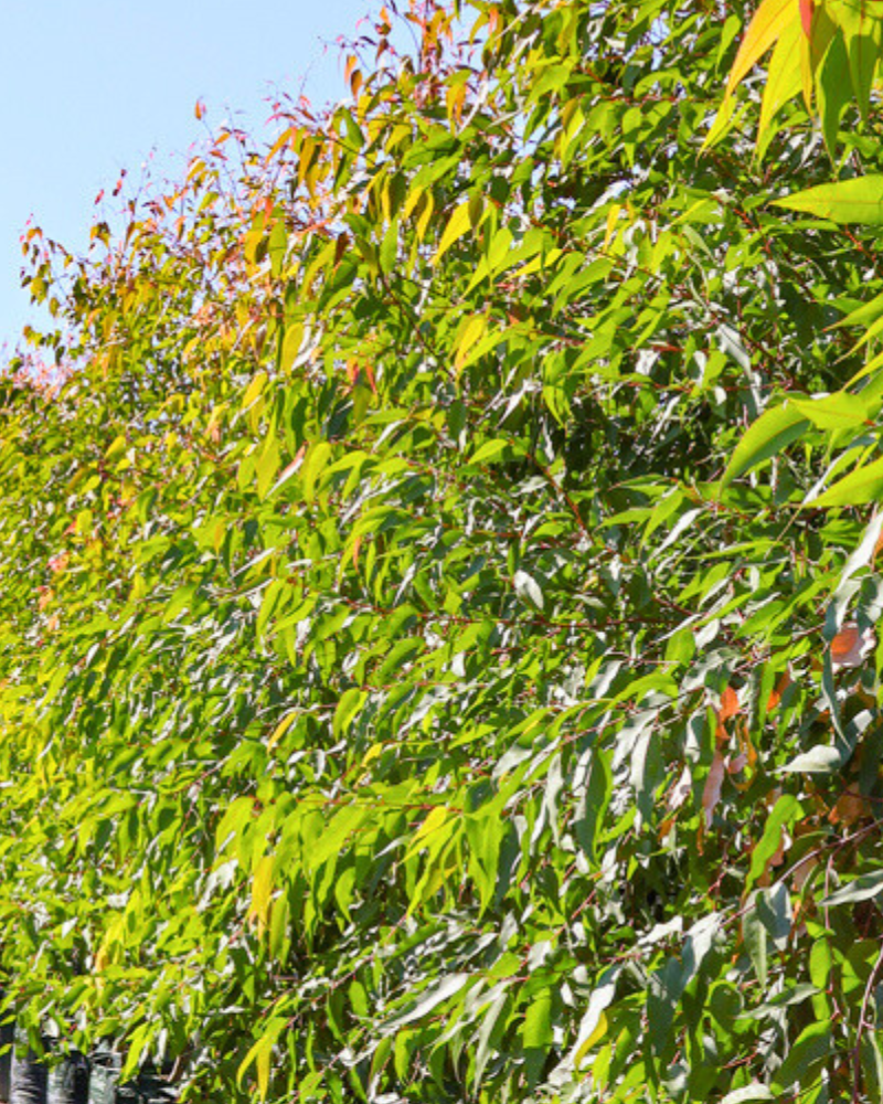 Feature Trees That Anchor an Outdoor Space