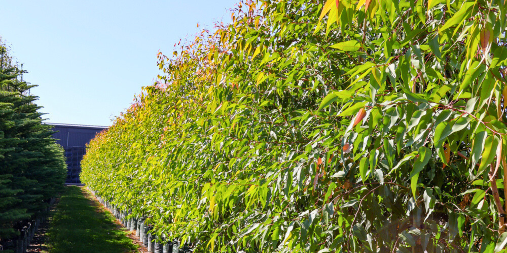 Transform Your Outdoor Space with These Feature Trees | Evergreen Trees ...
