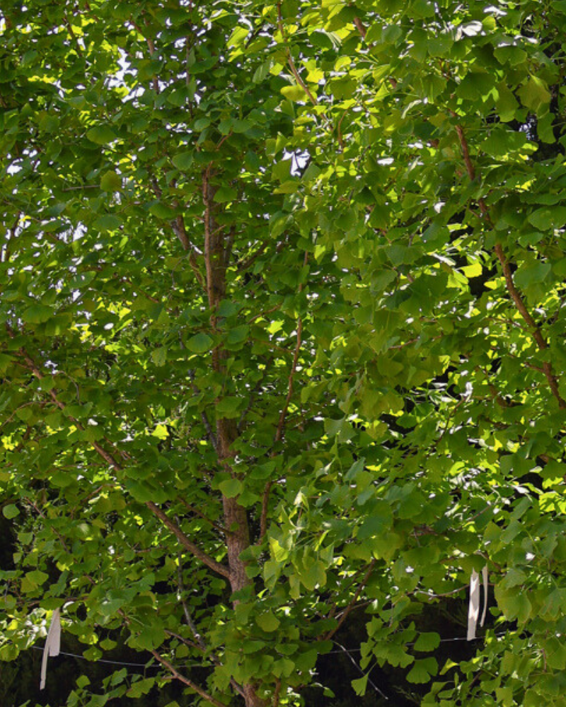 5 Trees That Add Stunning Autumn Colour