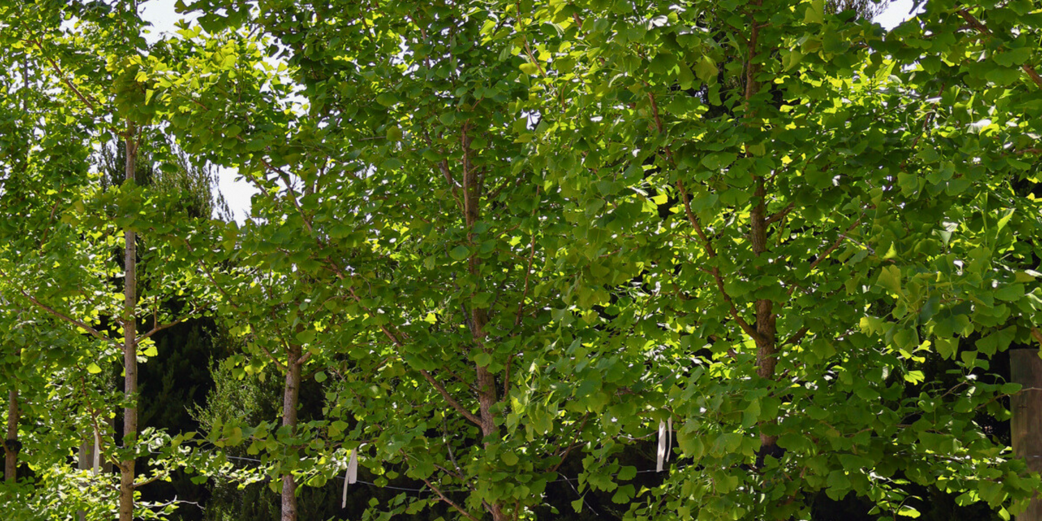 5 Trees That Add Stunning Autumn Color to Your Garden