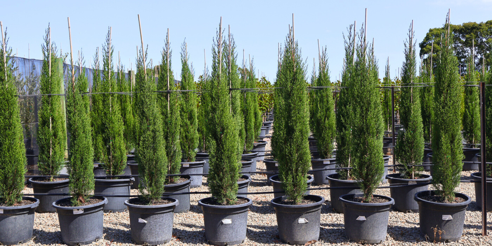 Creating a Colorful Winter Garden with Evergreen Trees