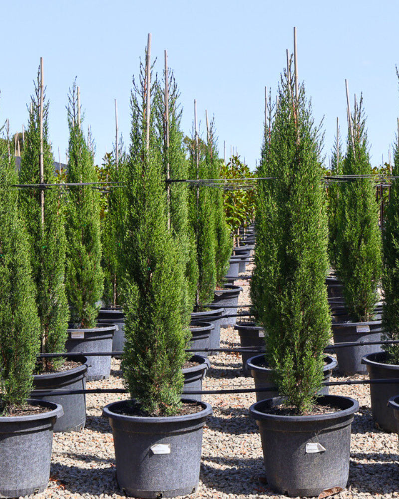 Creating a Colourful Winter Garden with Evergreen Trees