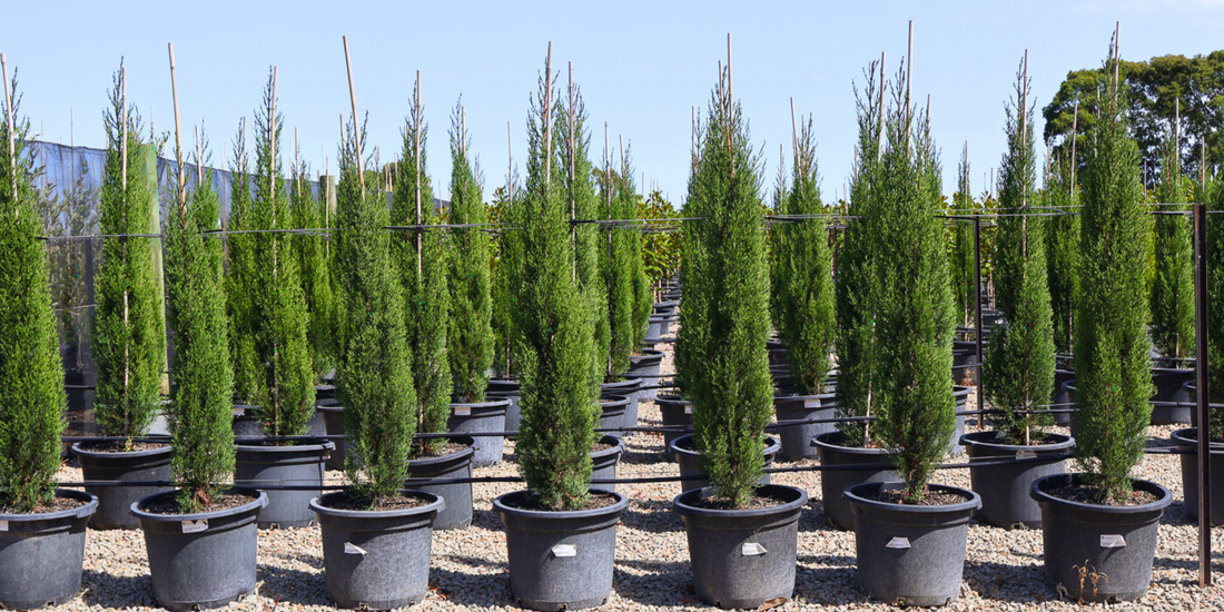Creating a Colourful Winter Garden with Evergreen Trees