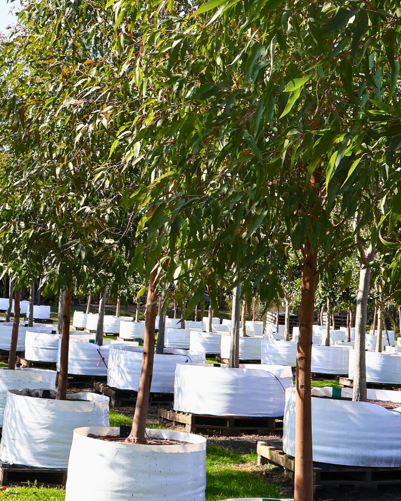 How to Choose Trees for a Sustainable Garden