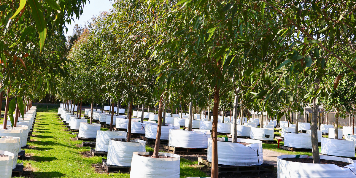 How to Choose Trees for a Sustainable Garden | Evergreen Trees Direct ...