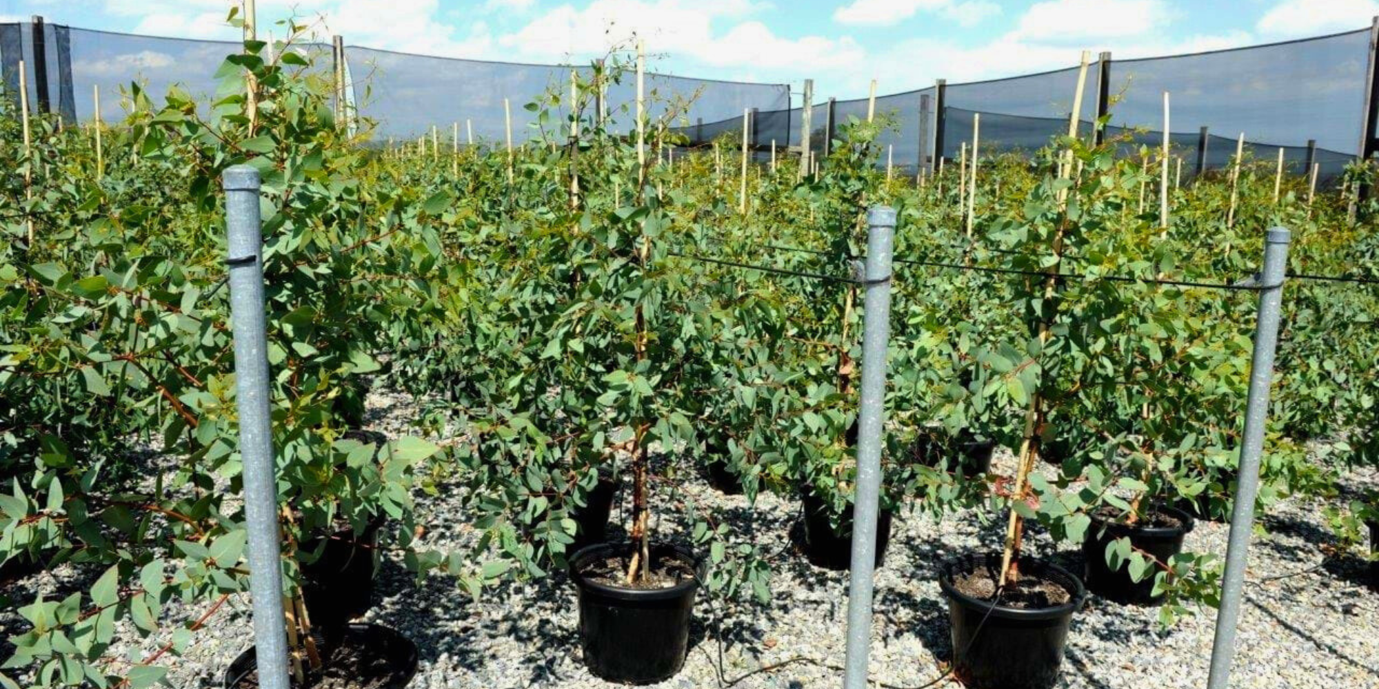 Top Evergreen Trees to Provide Shade in Summer