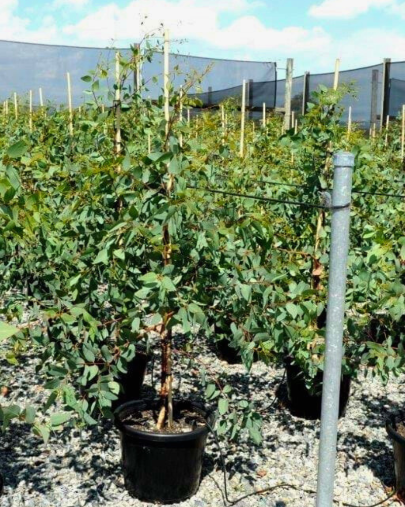 Top Evergreen Trees to Provide Shade in Summer: 5 Year-Round Canopy Picks