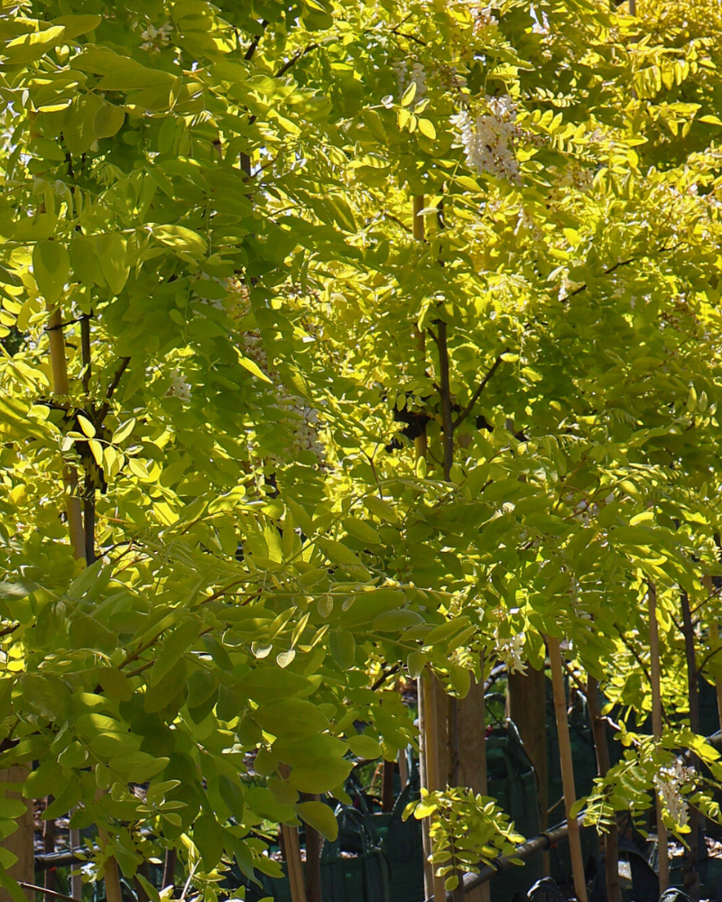 Using Trees to Frame Views and Highlight Features