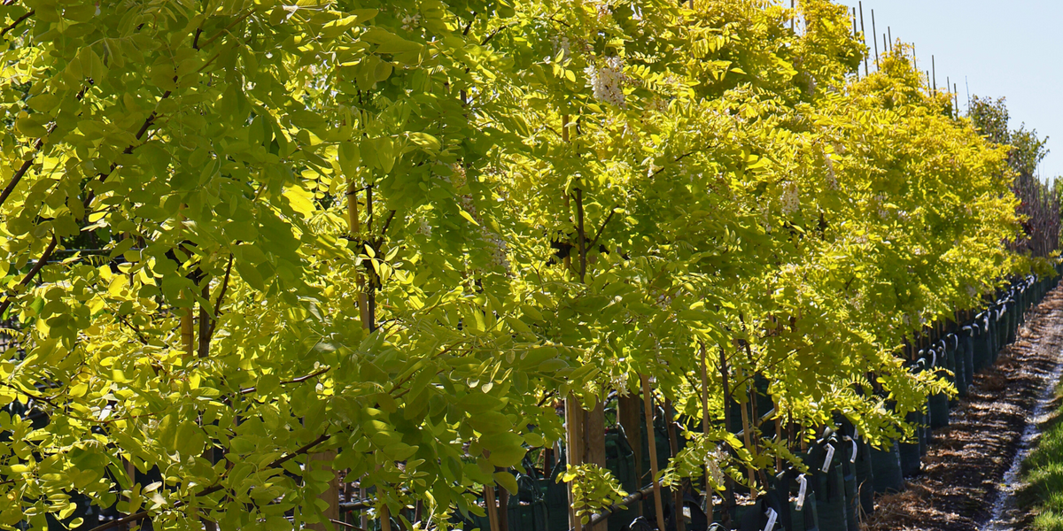 Using Trees to Frame Views and Highlight Features