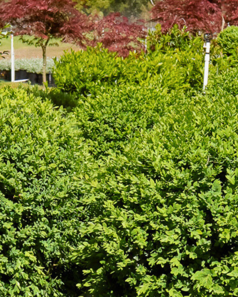Growing Trees in Containers: A Complete Guide to Pot Size, Mix, Watering and the Right Varieties