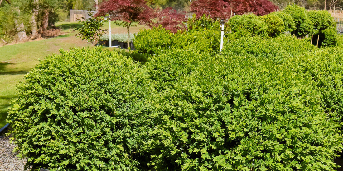 Growing Trees in Containers: A Complete Guide to Pot Size, Mix, Watering and the Right Varieties