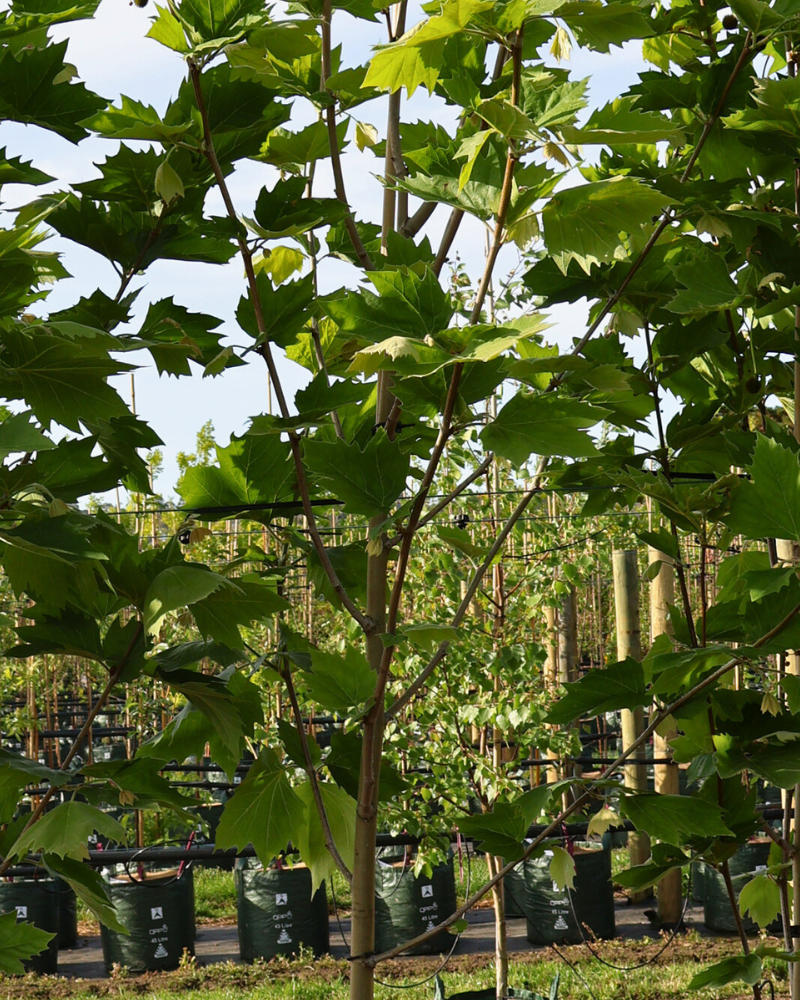 Best Trees for Garden Avenues and Allées: 5 Picks for Architectural Rhythm and Heritage Scale