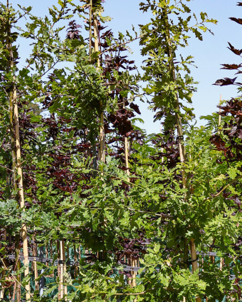 Understanding Tree Growth Rates: Fast vs Slow-Growing Trees