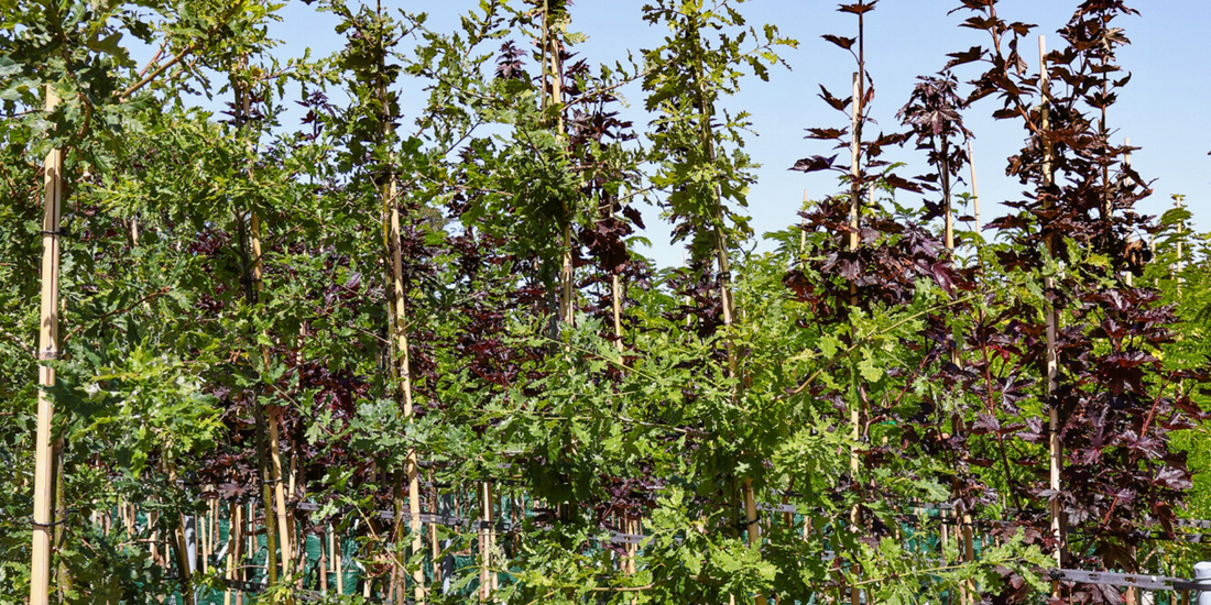 Understanding Tree Growth Rates: Fast vs Slow-Growing Trees