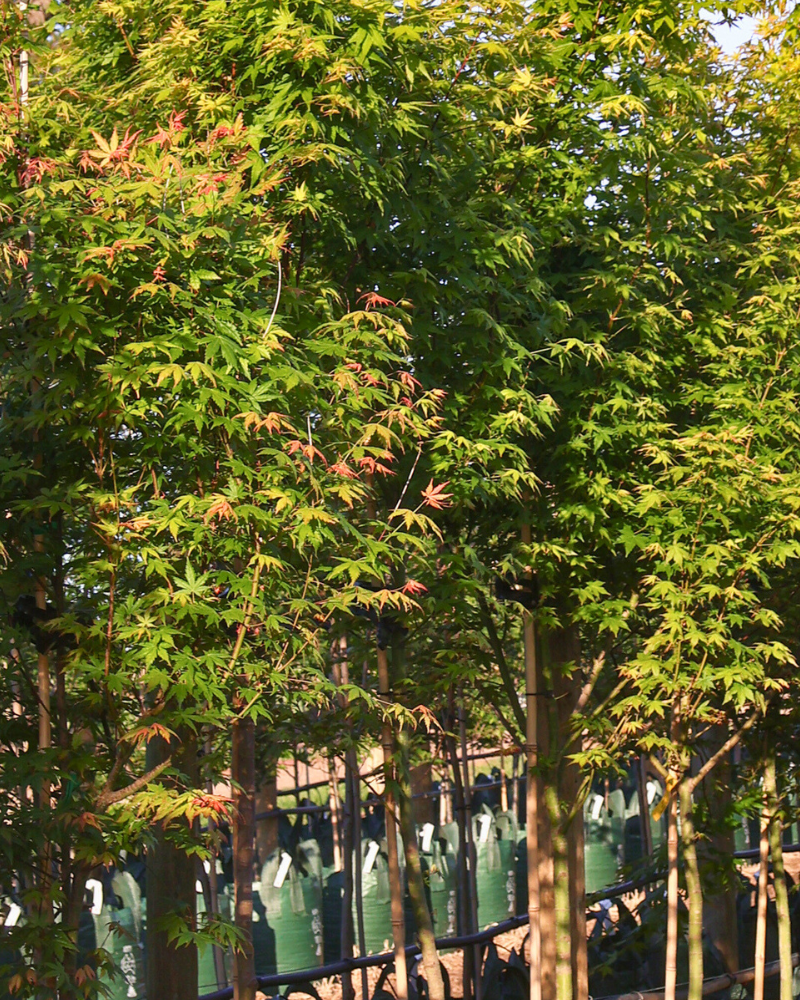 Best Trees for Creating a Meditation Space: 5 Calm, Layered Picks for Quiet Gardens