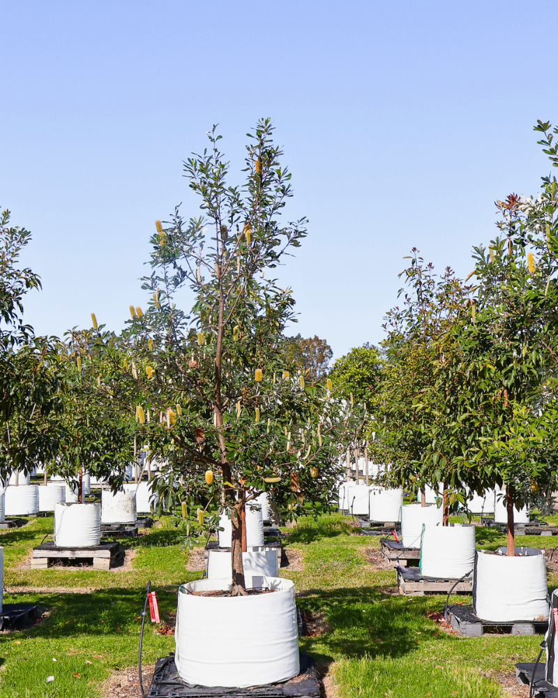 Choosing the Right Trees for Sloped Gardens