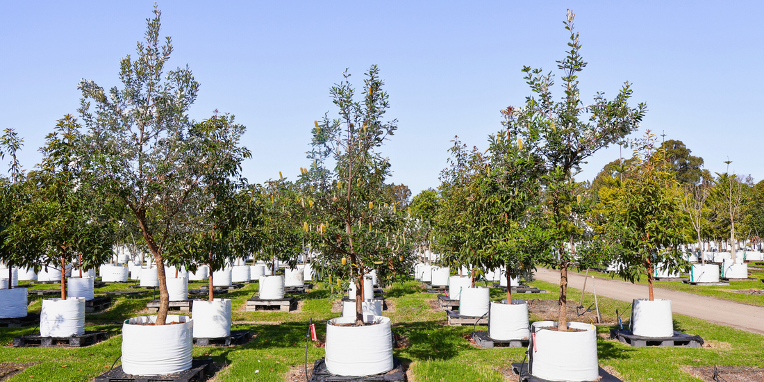 Choosing the Right Trees for Sloped Gardens