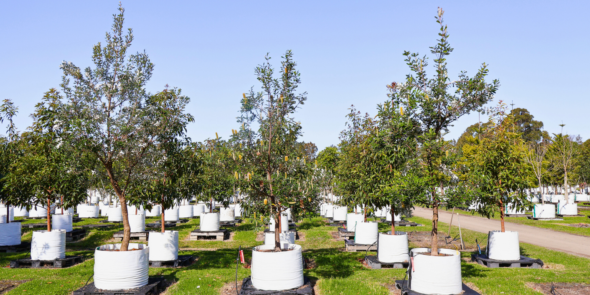 Choosing the Right Trees for Sloped Gardens