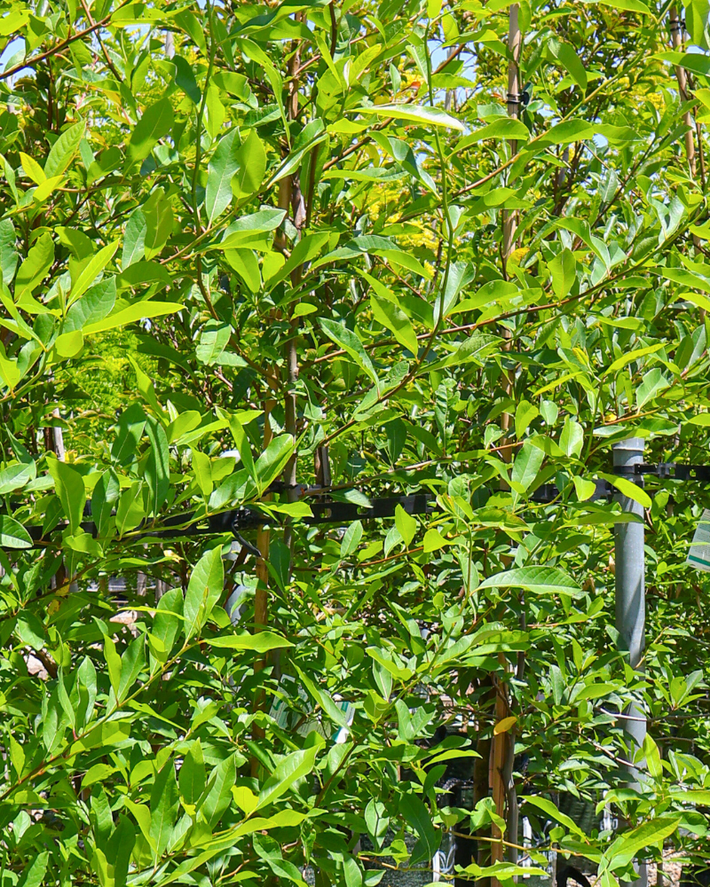 Importance of Tree Pruning for Health and Aesthetics