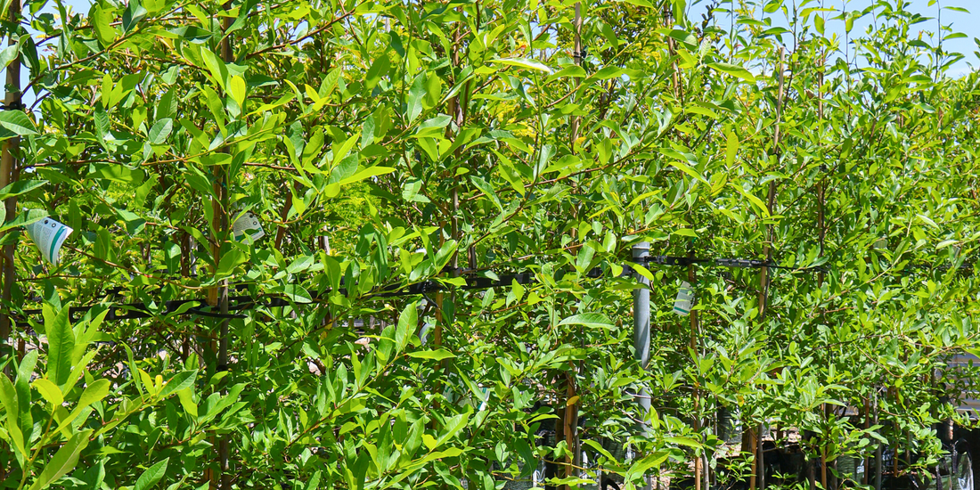 Tree pruning for shape and health
