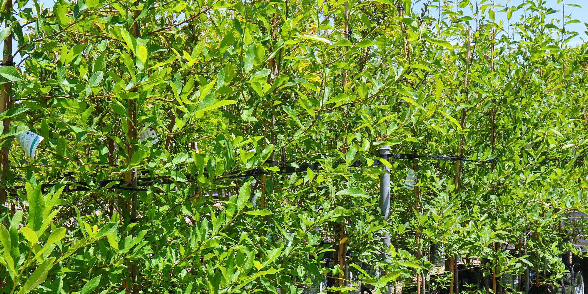 Importance of Tree Pruning for Health and Aesthetics
