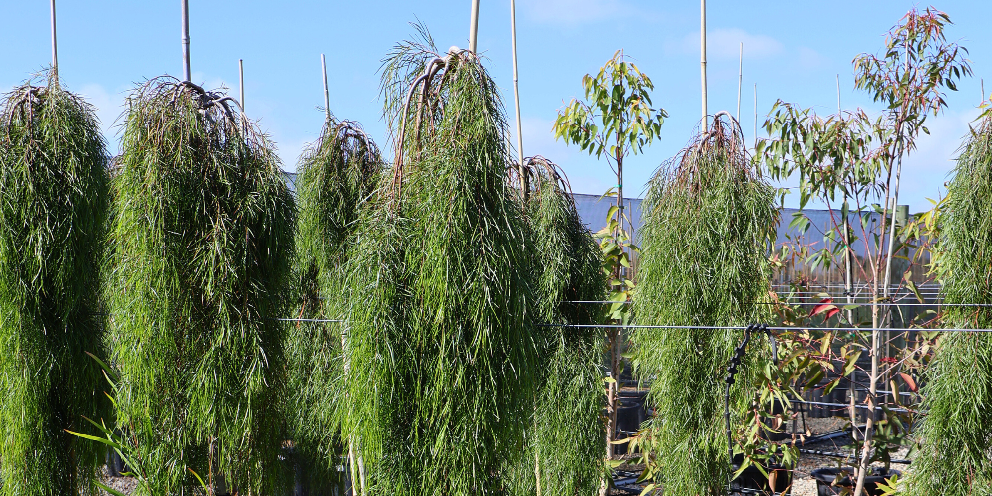 Creating a Low-Maintenance Garden: Best Drought-Tolerant Trees