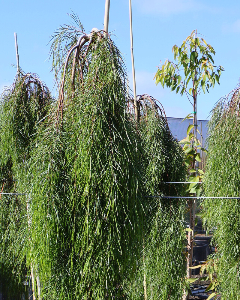Creating a Low-Maintenance Garden: 6 Best Drought-Tolerant Trees