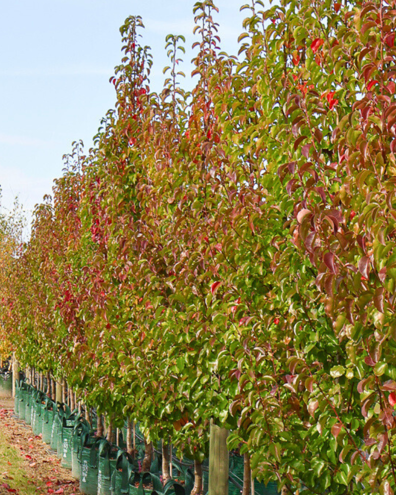 5 Flowering Feature Trees for a Stunning Show