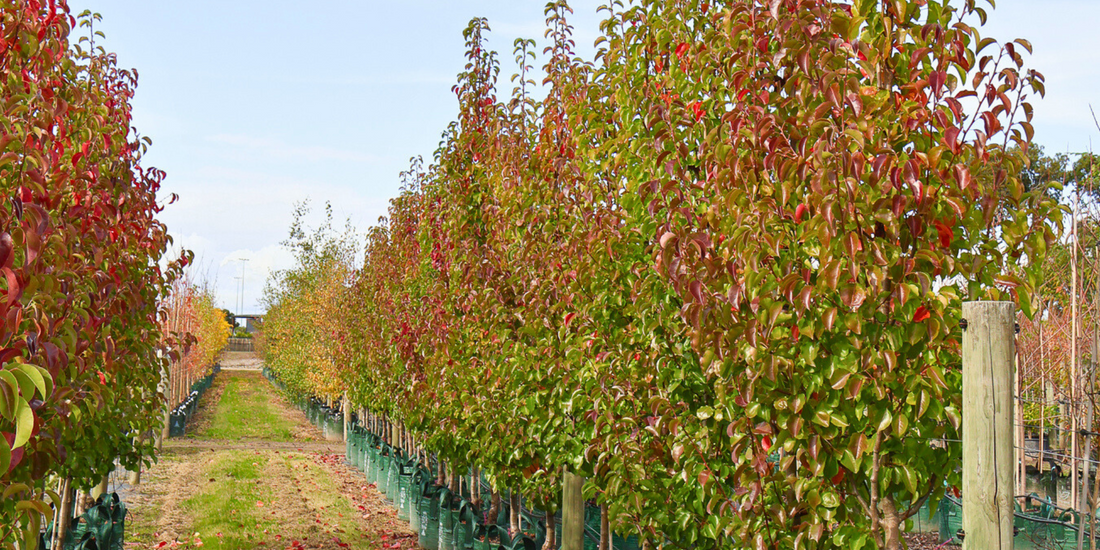 5 Flowering Feature Trees for a Stunning Show