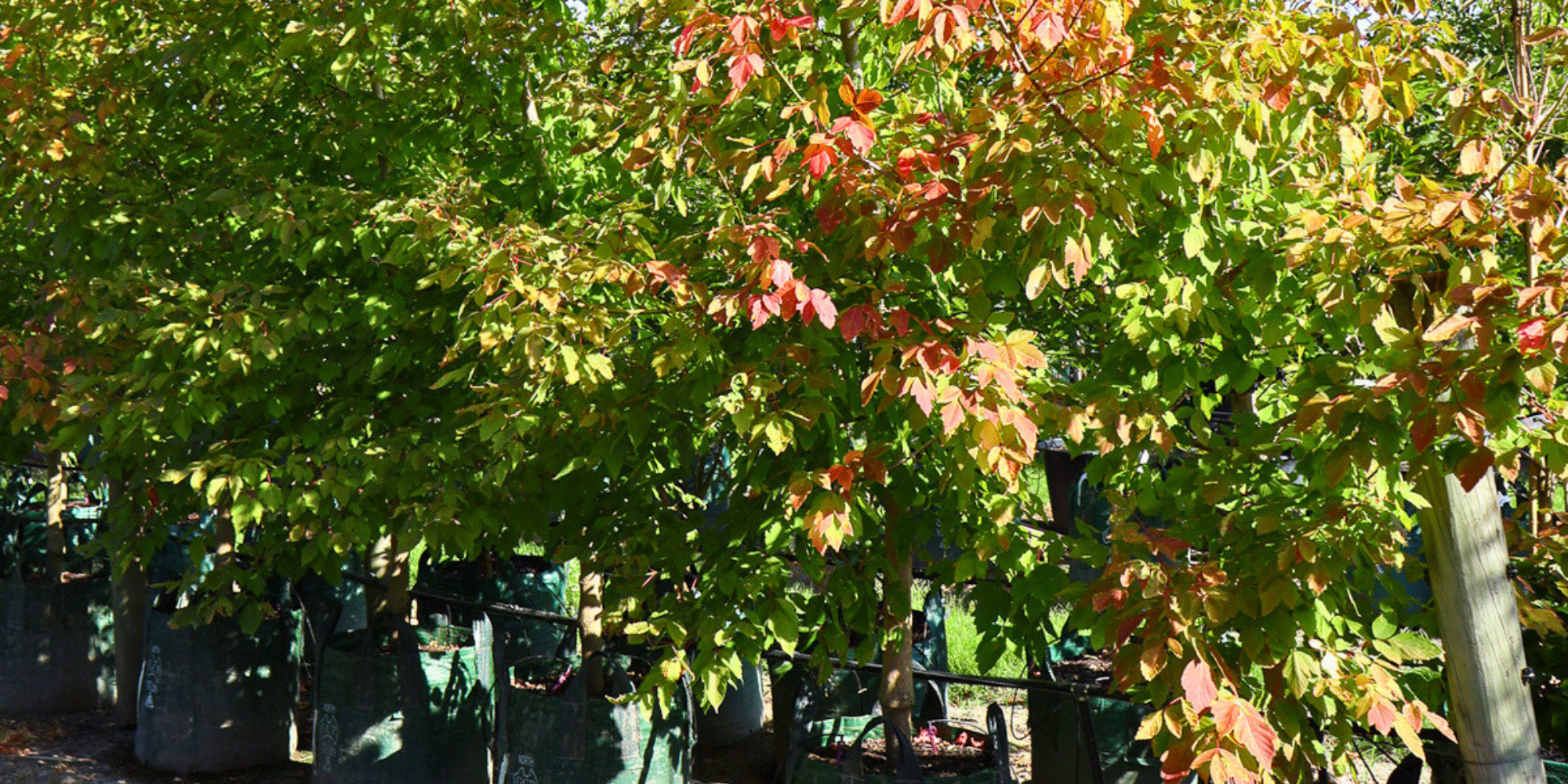 Creating a Woodland Garden: Best Trees for Naturalizing