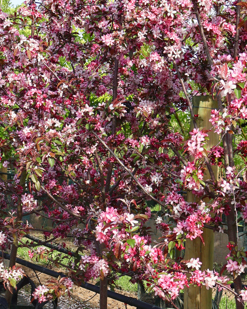 Top Trees for a Low-Allergen Garden: 11 Insect and Bird-Pollinated Picks for Hayfever-Friendly Planting
