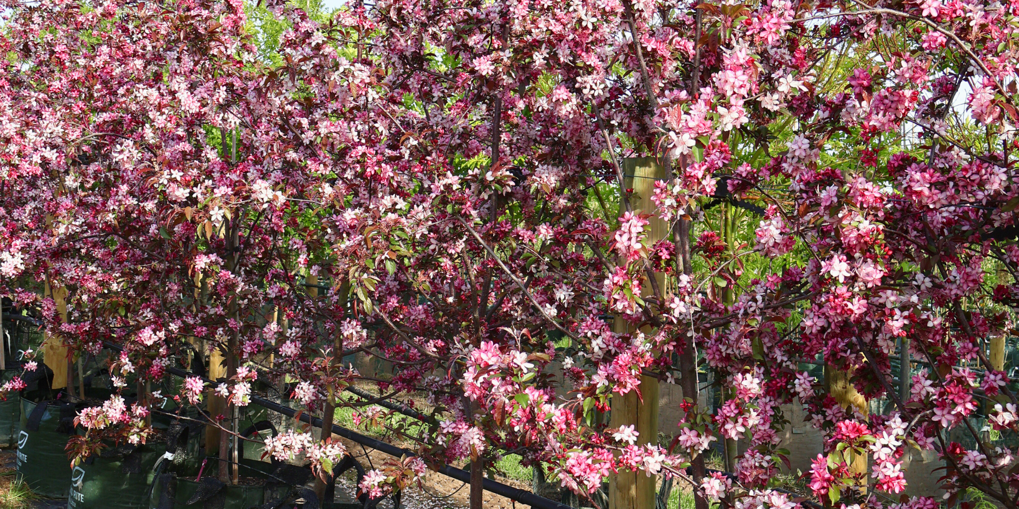 Top Trees for a Low-Allergen Garden: 11 Insect and Bird-Pollinated Picks for Hayfever-Friendly Planting
