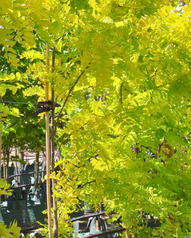 Choosing Trees That Thrive in Poor Soil Conditions