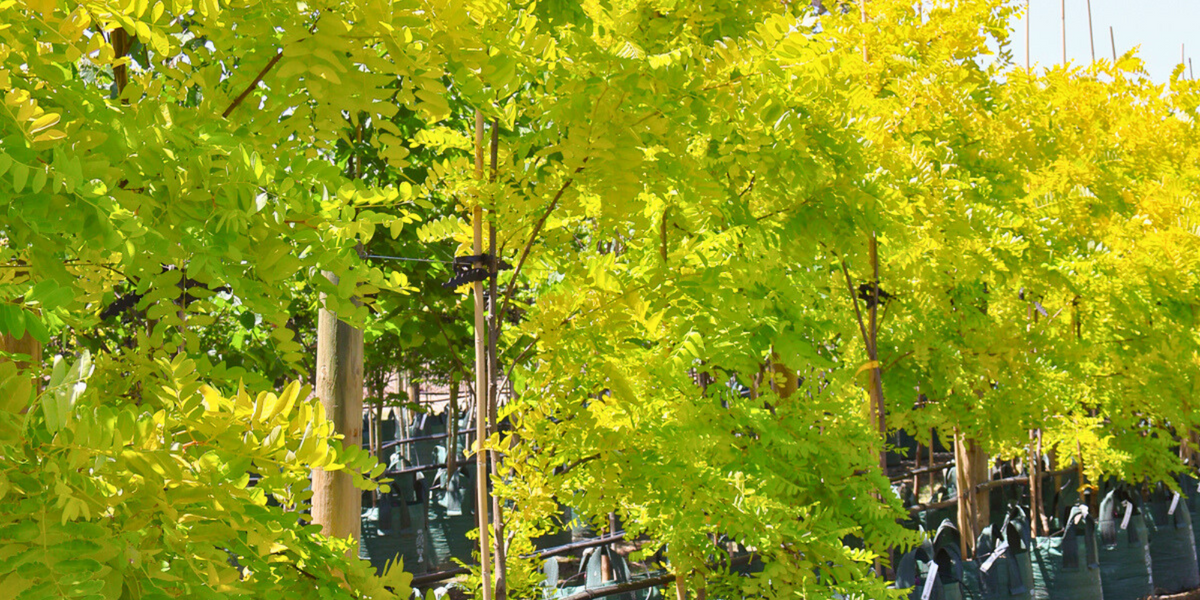 Trees That Thrive in Poor Soil | Tough & Hardy Trees | Evergreen Trees ...