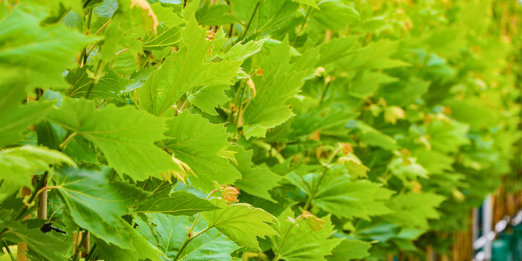How to Plant Trees to Maximize Your Home’s Energy Efficiency