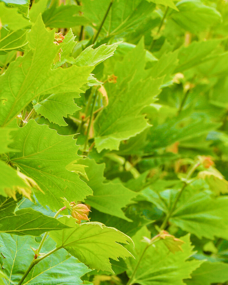 How to Plant Trees to Maximise Your Home's Energy Efficiency