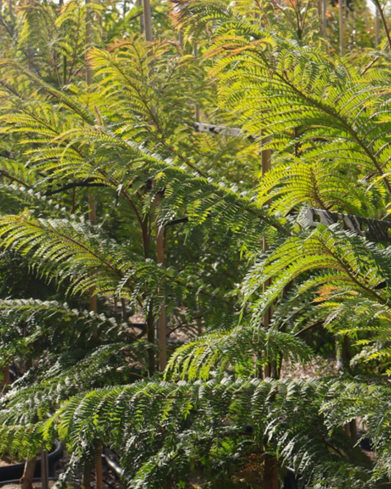 The Benefits of Mulching Around Trees