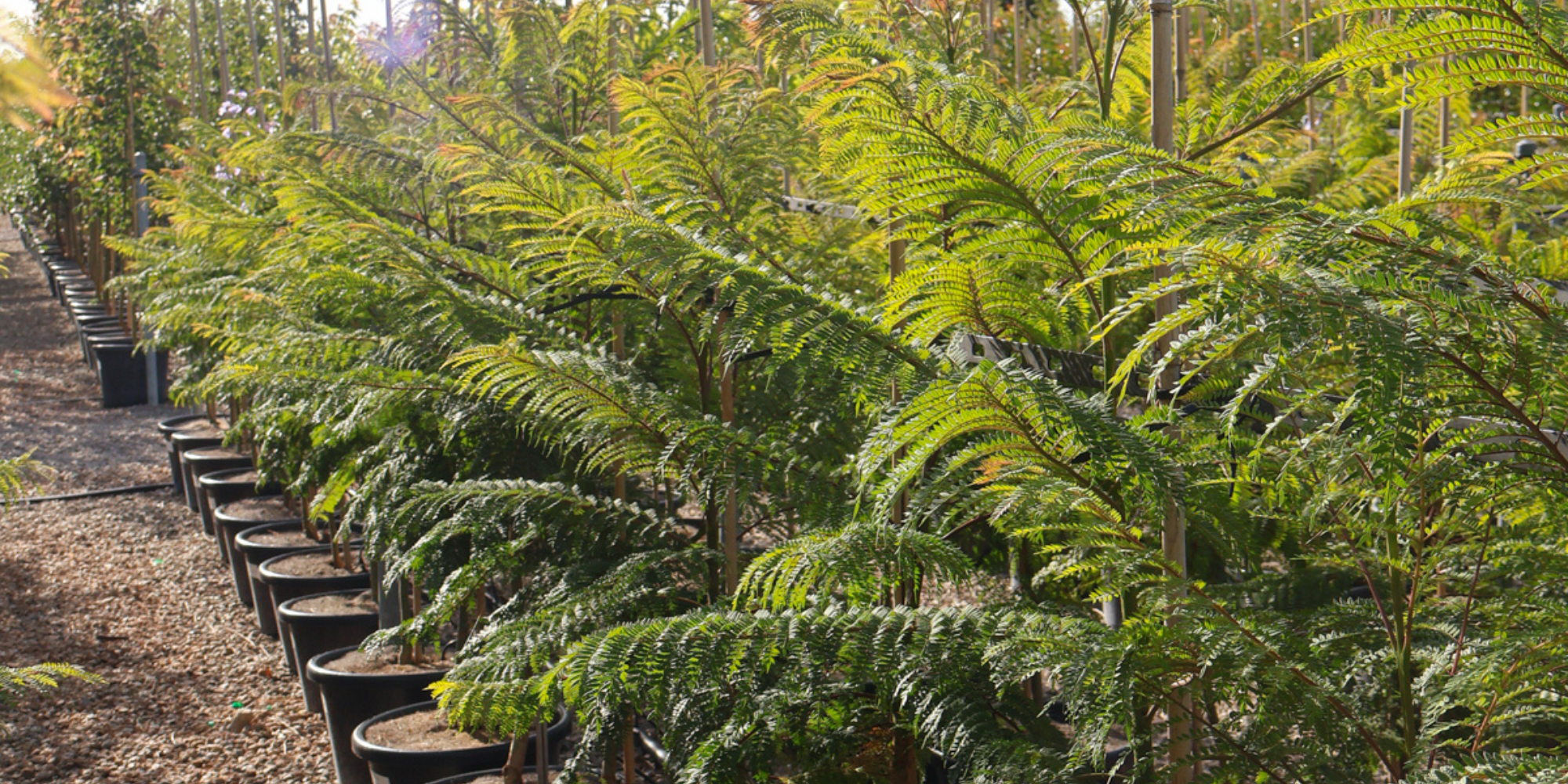 The Benefits of Mulching Around Trees
