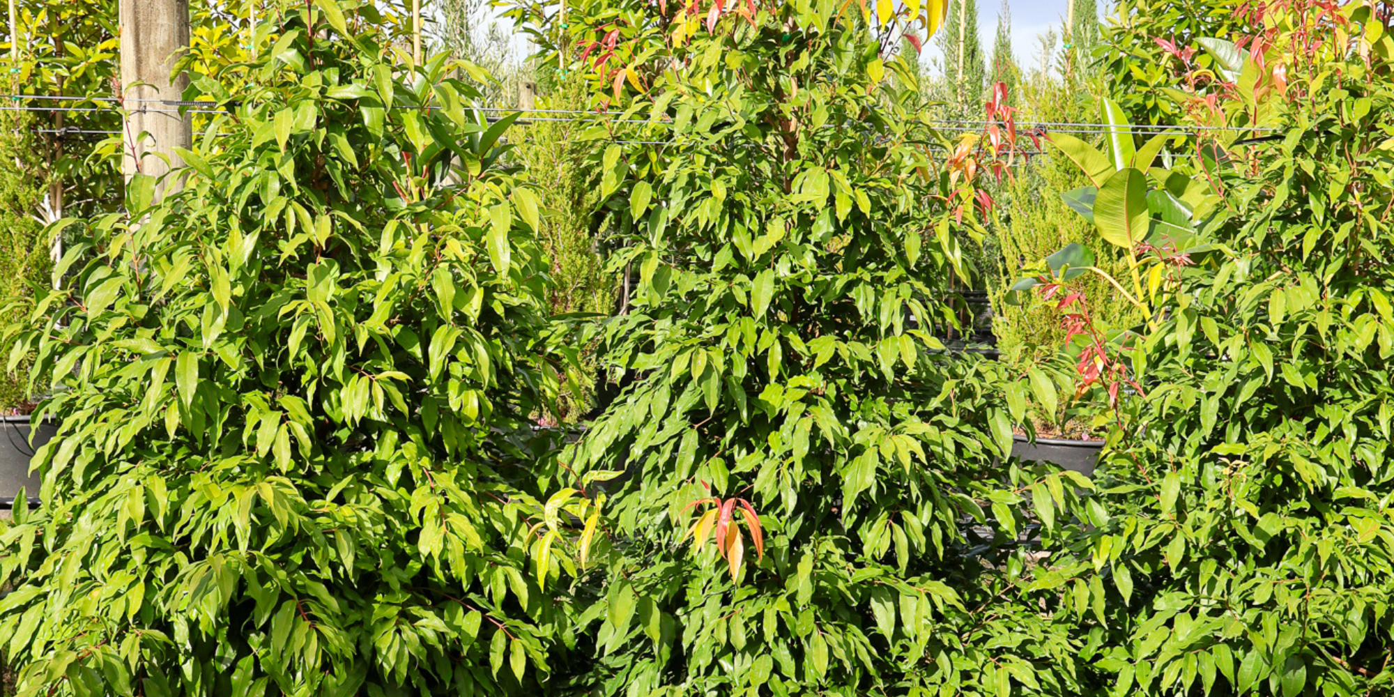 Top Trees for Creating a Privacy Screen in Your Garden