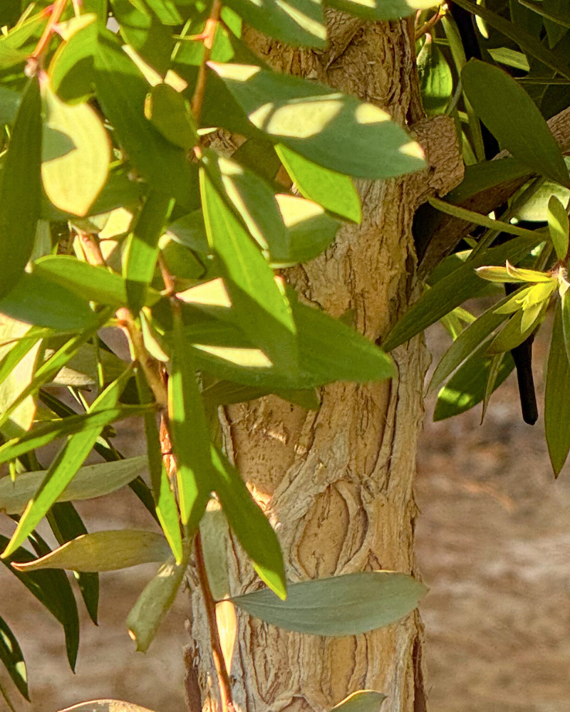 How to Use Trees to Create a Pollinator-Friendly Garden