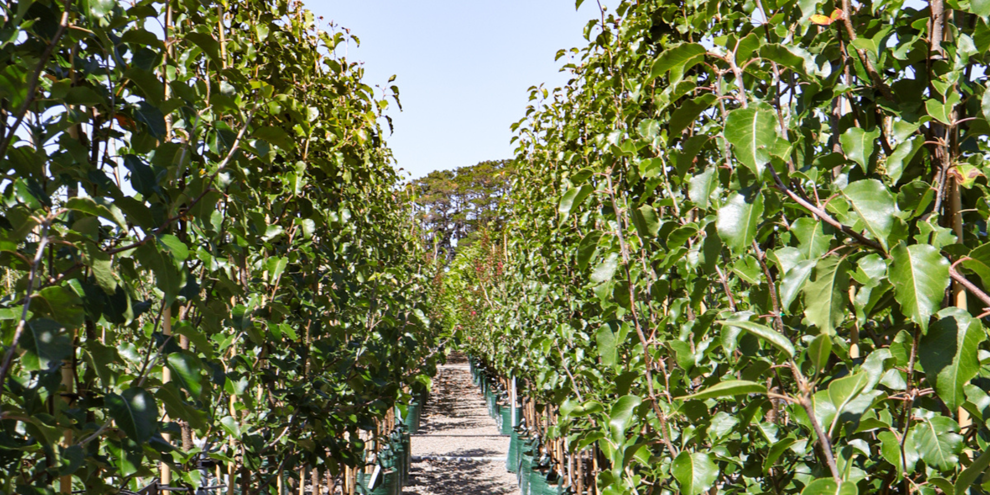 5 Essential Steps to Prepare Your Garden for Spring