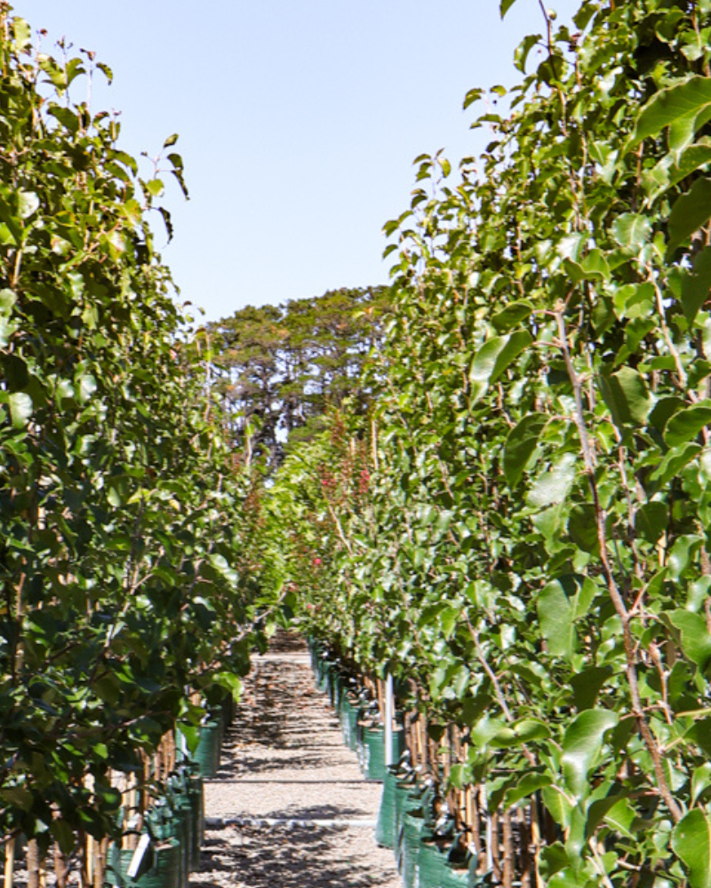 5 Essential Steps to Prepare Your Garden for Spring