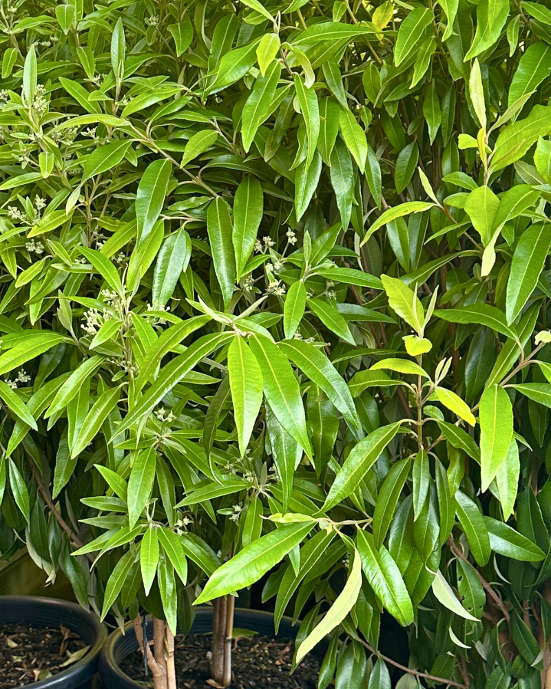 Top 3 Trees to Add Fragrance to Your Garden: Picks for a Year of Perfume