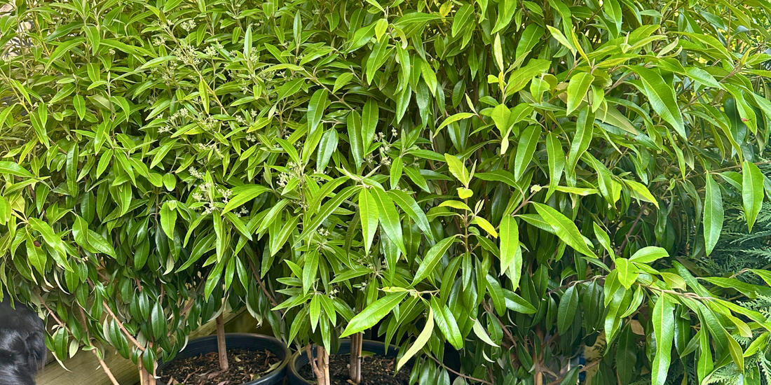 Top 3 Trees to Add Fragrance to Your Garden: Picks for a Year of Perfume