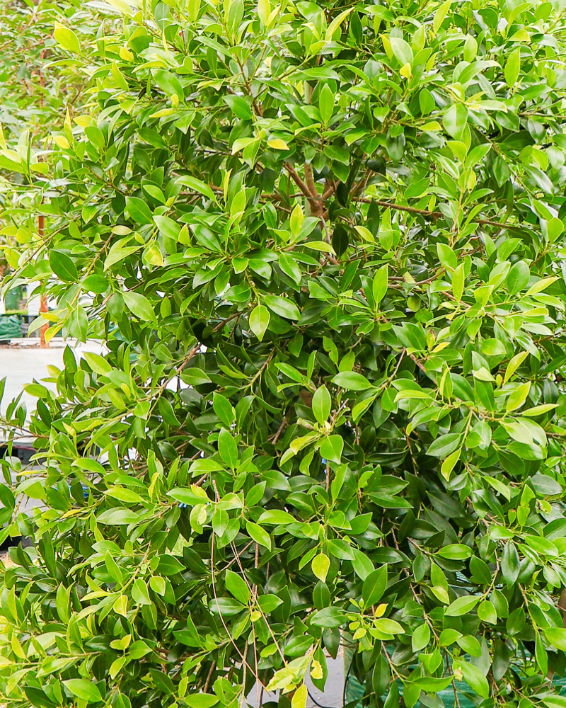 Evergreen Trees for Low-Maintenance Gardens