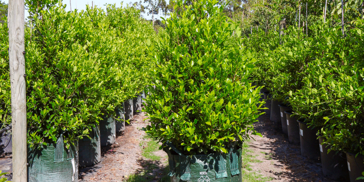 The Best Privacy Trees for Australian Gardens