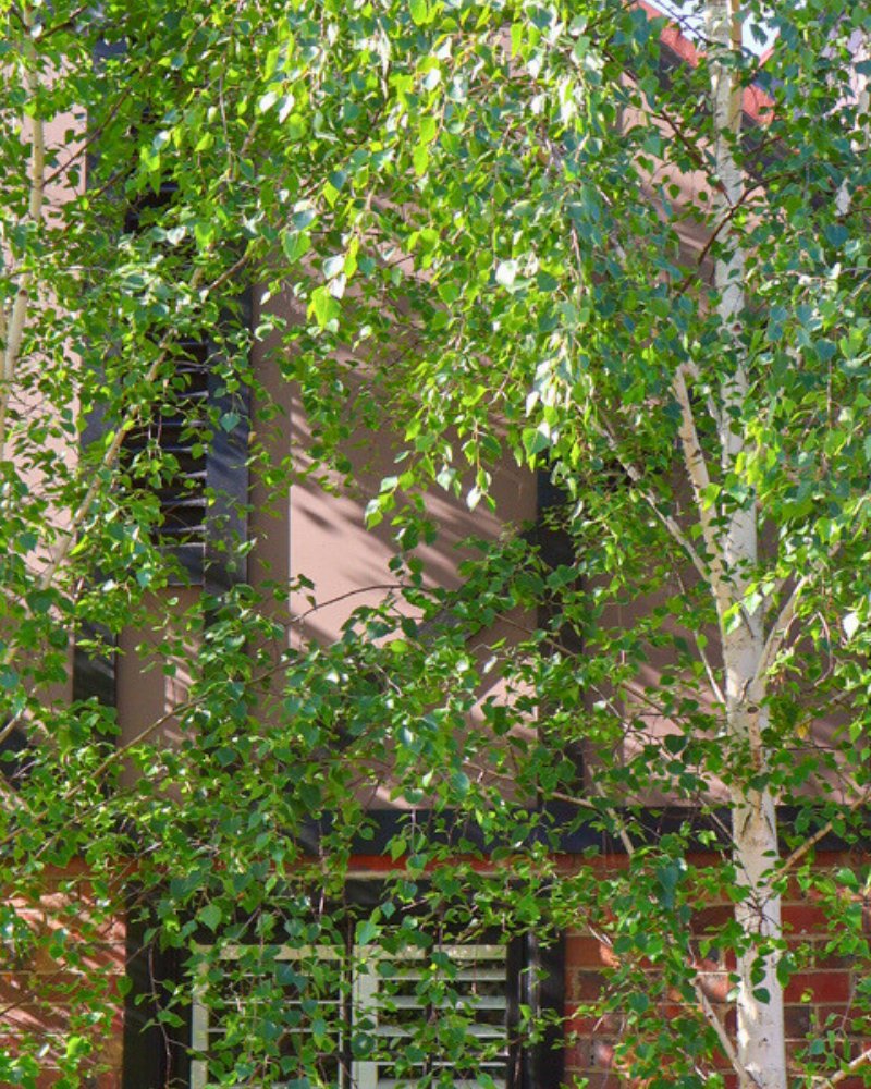 Selecting Trees for Colour Contrast in the Landscape