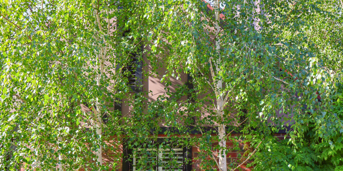 Selecting Trees for Colour Contrast in the Landscape